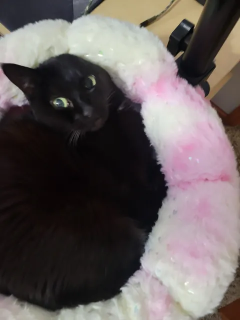 Recently purchased a desk bed for the queen of the house