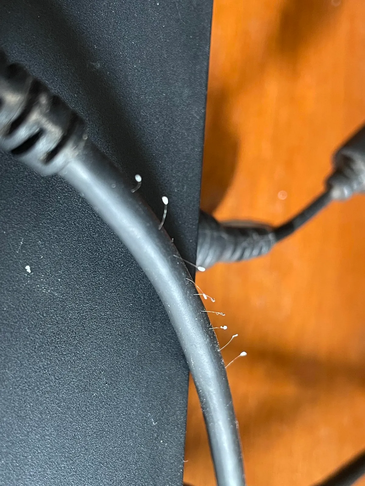 Found these little guys growing on the cable for my PSVR camera. Any idea what they might be?