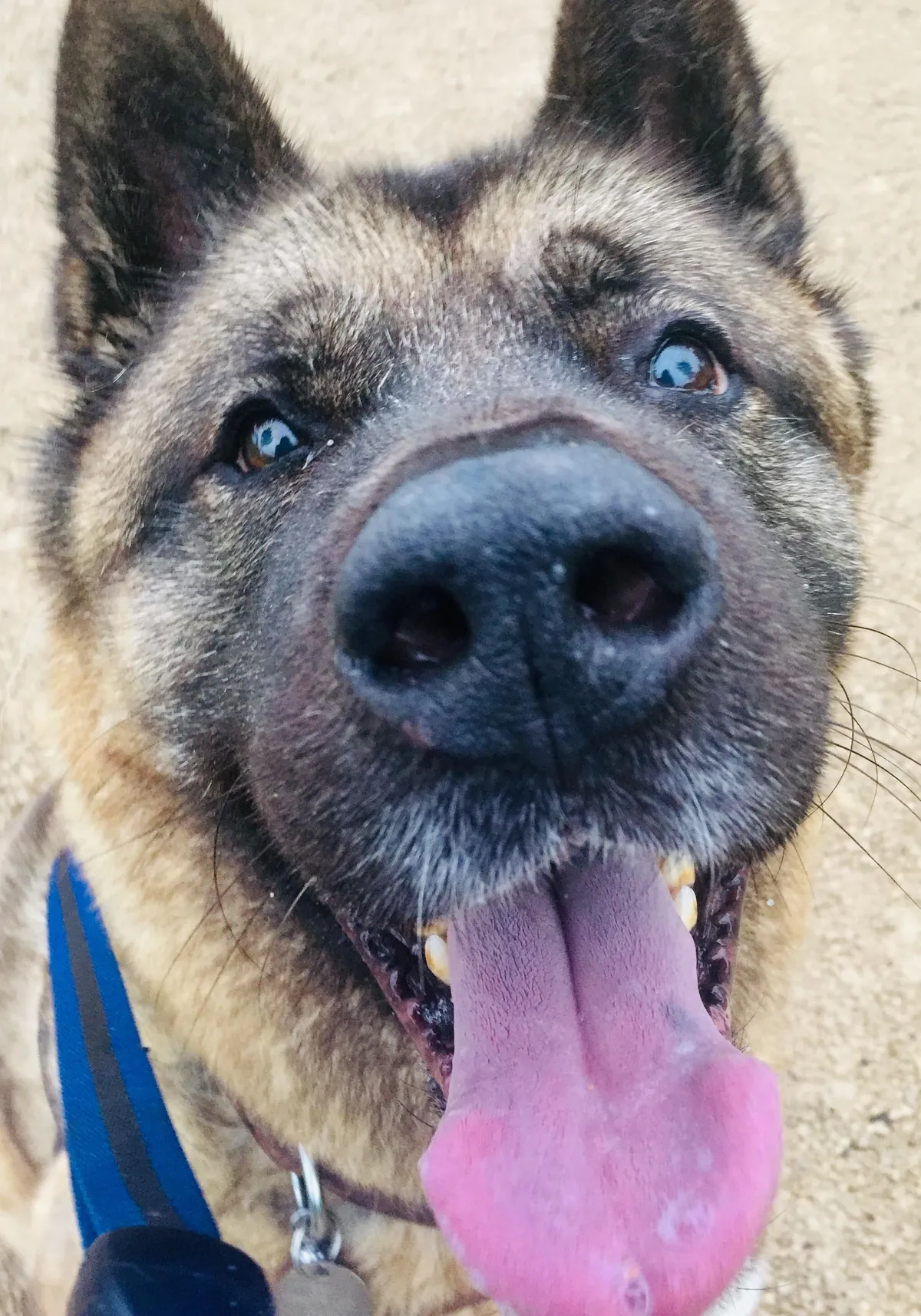 More noses of the dogs I walk