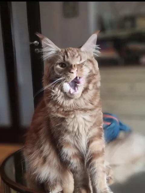 My 10KG Maine Coon Ronnie The Gentle Giant