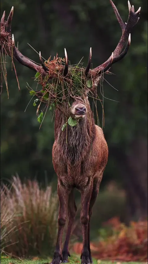 🔥Large stag with its head covered in vegetation [OC]