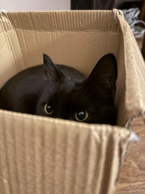 The prince's new favorite spot in the entire apartment.😸🖤