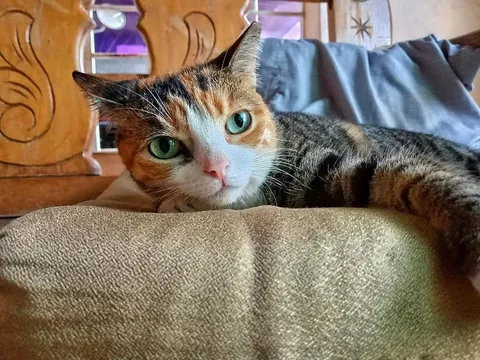 Pacha, my comfortable and grumpy cat