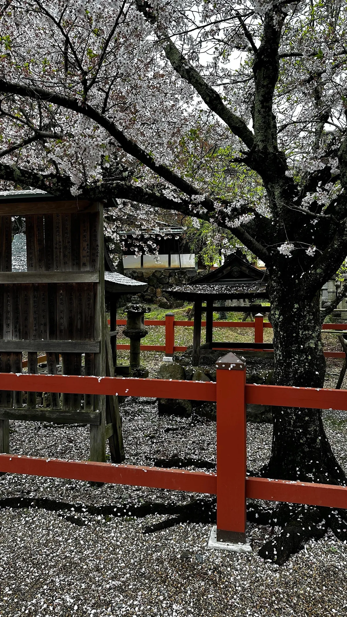 Japan 🇯🇵 is unreal