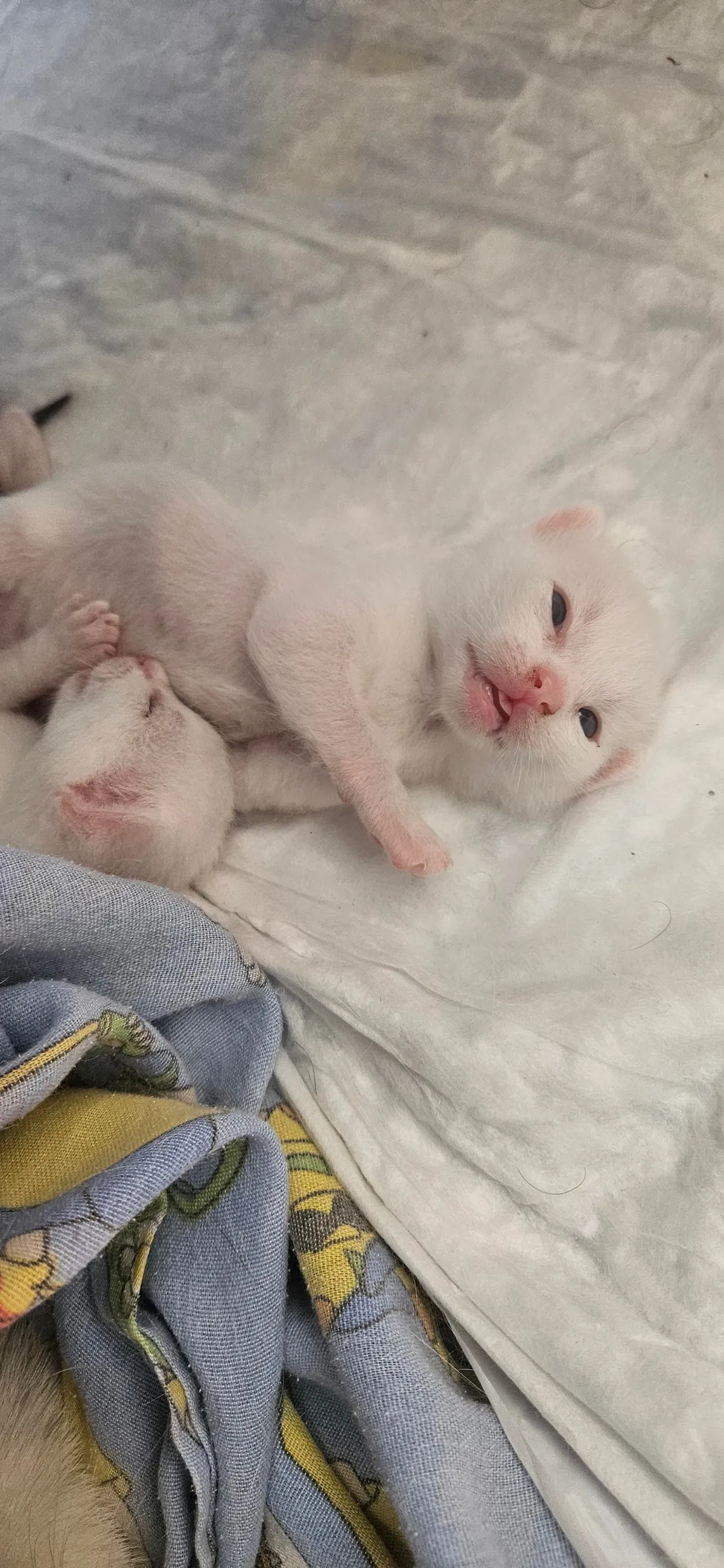 My Angel and her Angels