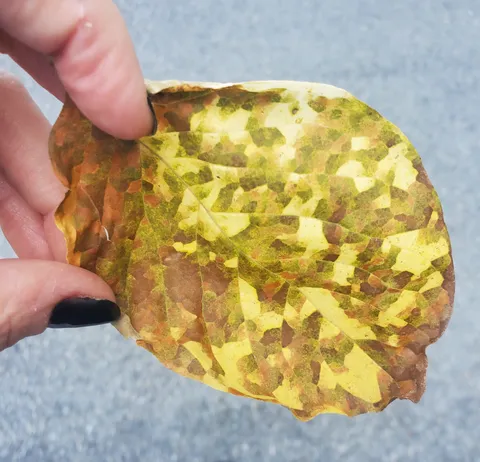 This leaf looks pixelated