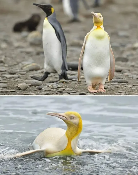 Incredibly rare yellow penguin photographed for the first time ever! Wildlife photographer Yves Adams spotted the unusual bird on a remote island in South Georgia near Antarctica, in a colony of 120,000 king penguins. The odds of ever seeing an individual like this are one in a million, 