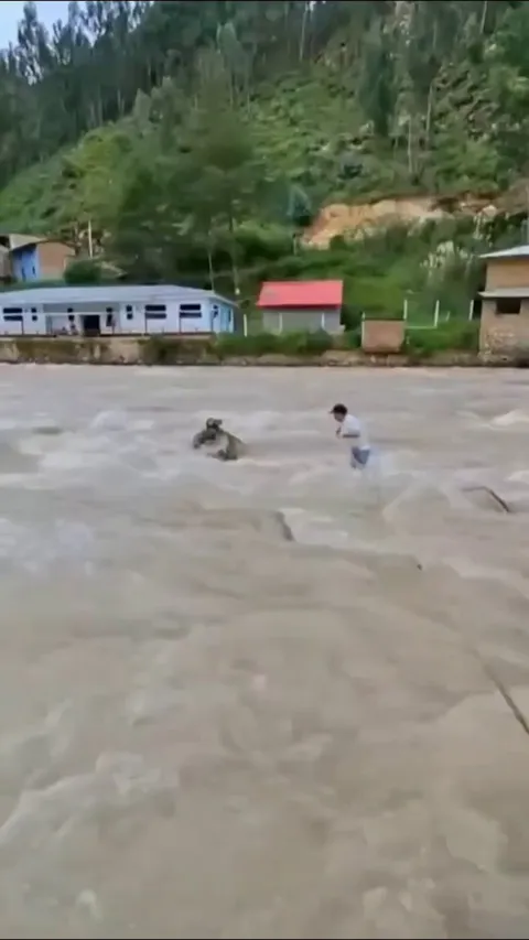 Man wades through overflowing river to rescue stranded cat who was only found by its meows