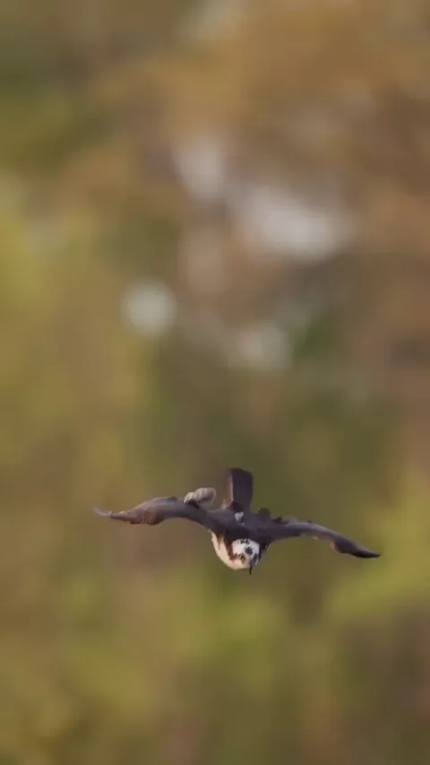 🔥 This Osprey double clawing some fish.
