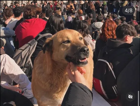 This stray dog has been attending all the protests held in Istanbul recently