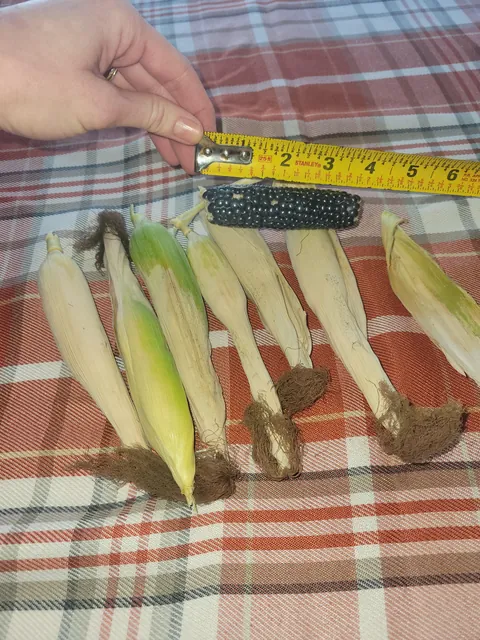 Do you guys like my first ever corn harvest?