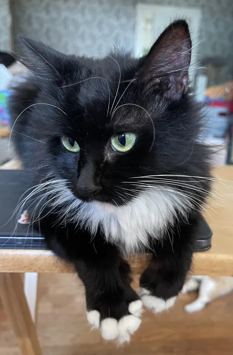 This adorable little brat pees on my bed occasionally.  My husband recently read that she's trying to show her love by blending our scents together.  I've never heard of this before and am wondering if there's any truth to it.