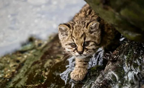 🔥Meet The Kodkod: One of the World's Smallest Wild Cats