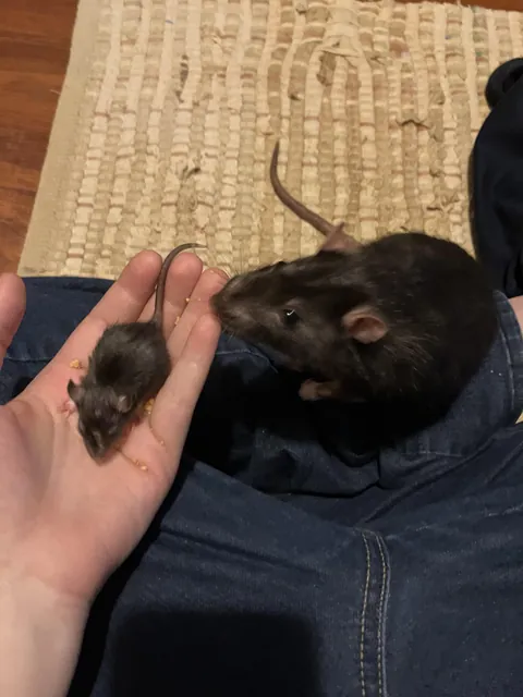 My littlest girl Vs My biggest boy