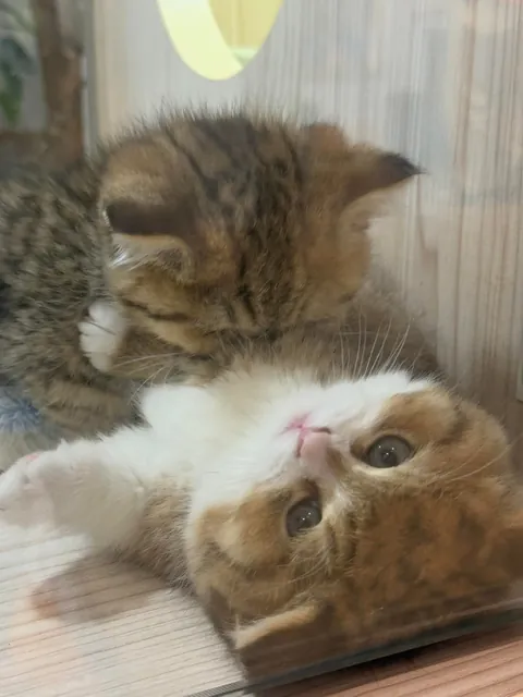 I was not prepared for this level of cute