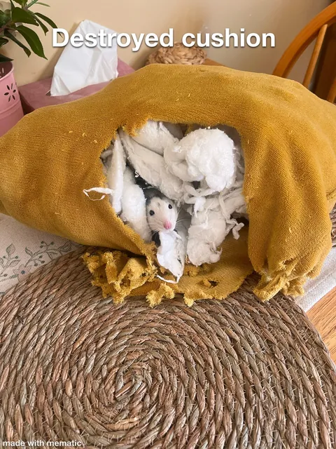 This week in RAT CRIMES 🚨