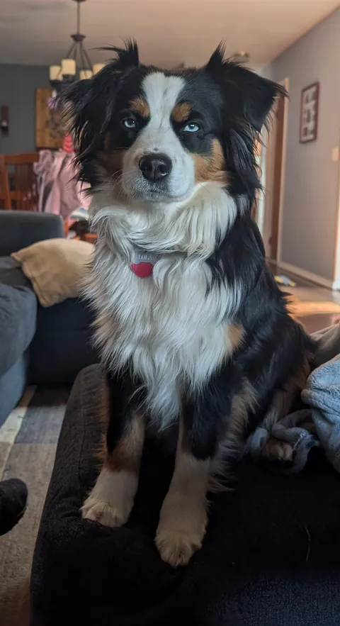 This gorgeous creature who lives in my house