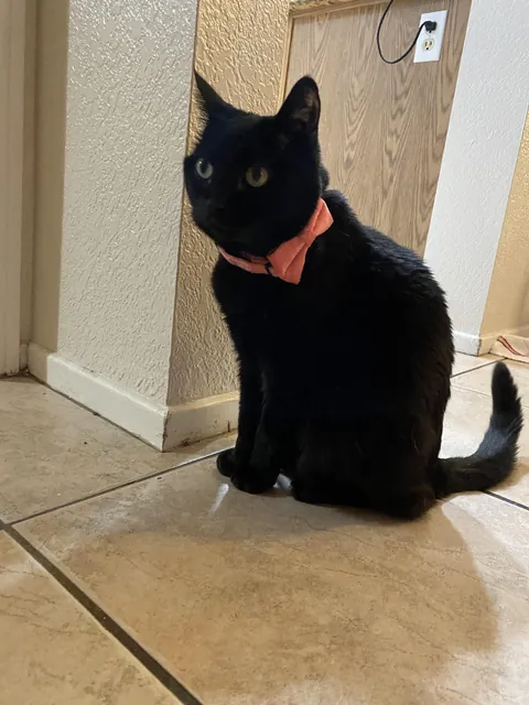 Shes an inside baby but I had to put a collar on her because I bought black sheets and couldn’t see her 😂