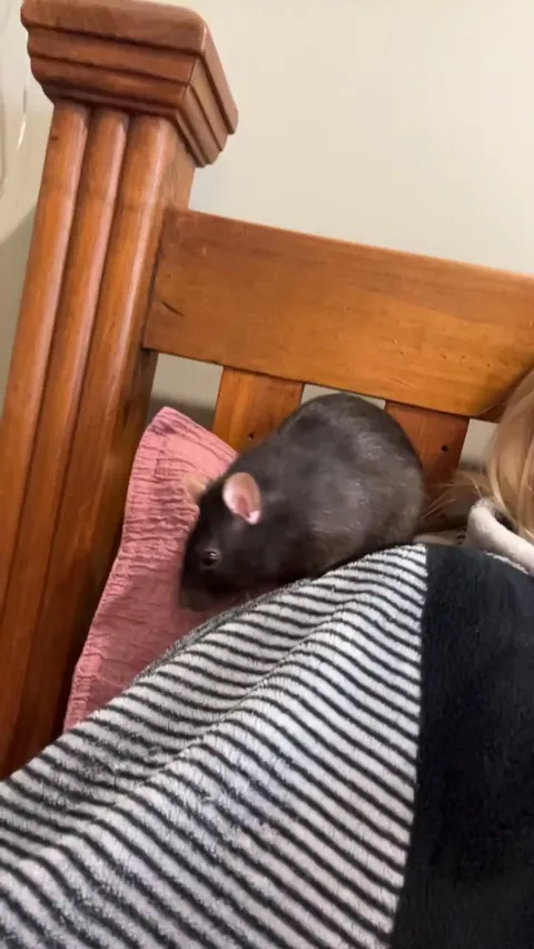 Sometimes she will just post up on me, boggle a bit, then be on her way. What does this mean?