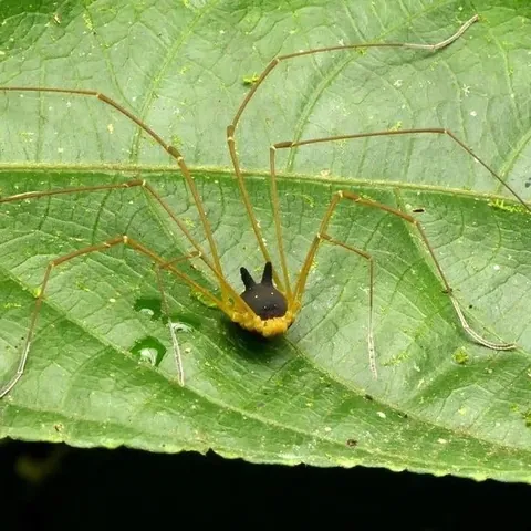 "Bunny Harvestman" discovered in 1959,native only to the Amazon rainforest