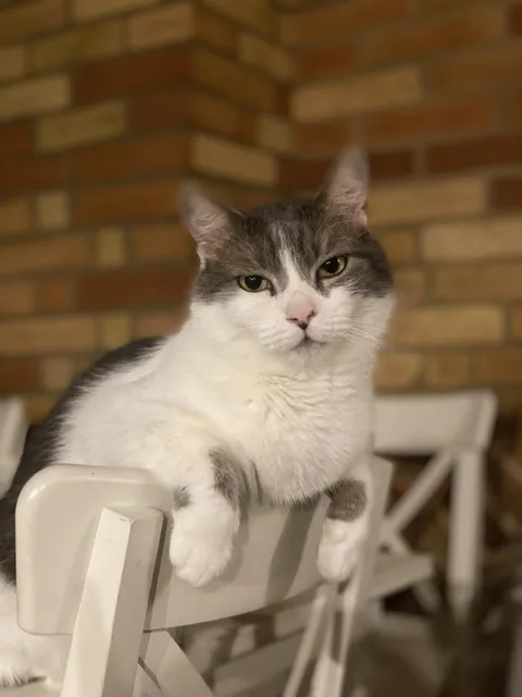 What is it called when cats do this?