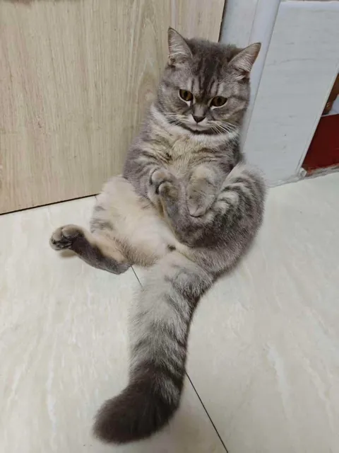 Told him he’d already had enough treats. Now he’s like this.