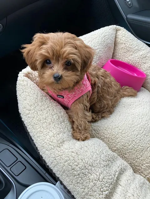 Help me name my dog!