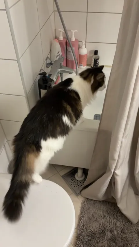 Curiosity cleaned the cat