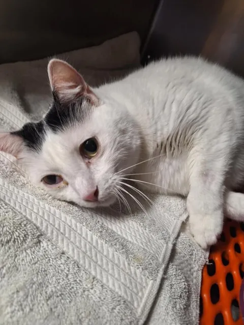 In October, my cat Bones survived a blood clot in his legs. We came to vist him at the vet and this was the moment he realized we weren’t more veterans doing test but his family