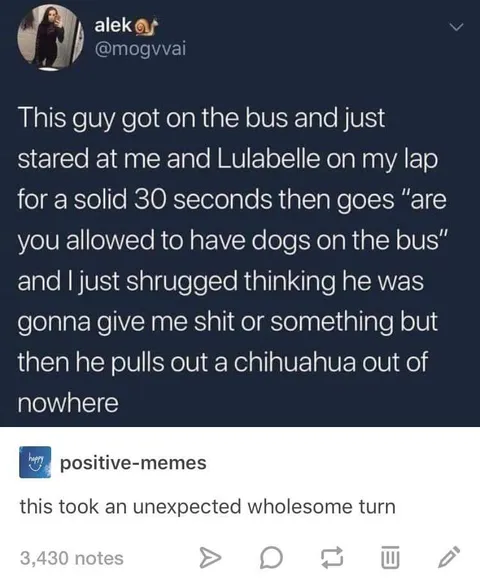 Chihuahua out of nowhere
