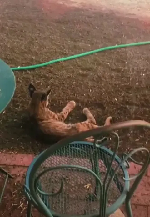 Guy turns on his hose to help out a thirsty bobcat hanging out in his backyard during a heatwave