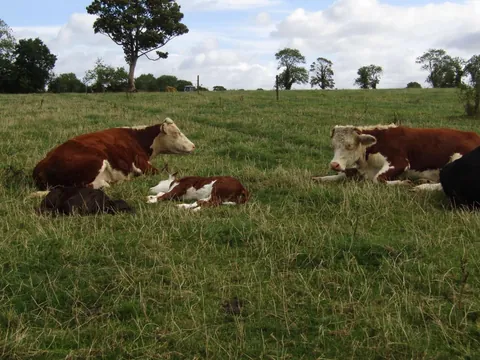 Doug and Dean are best friends, and so are their moms! They’re never far from each other.