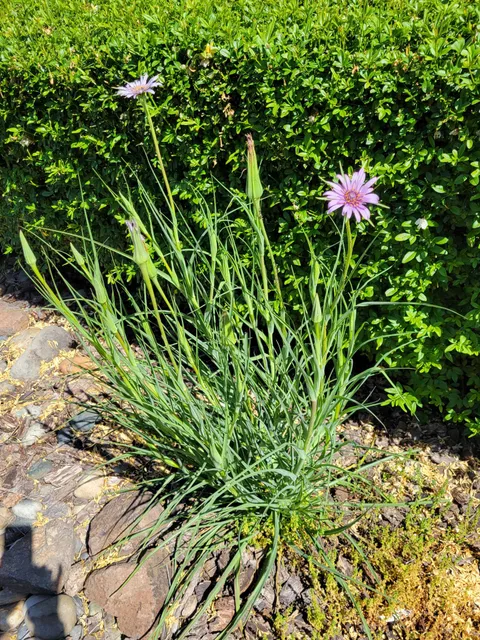 My mom asked me to ask my friend if they know what this is. My mom thinks Reddit is a person.