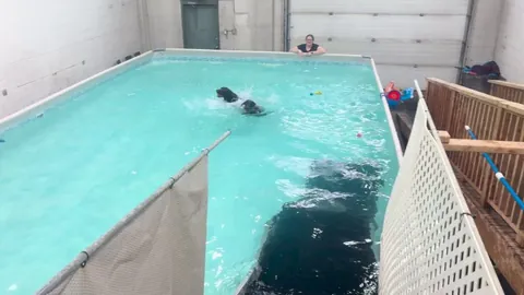 It’s winter in Canada and my dogs miss swimming in the river so i got them a dog pool membership.