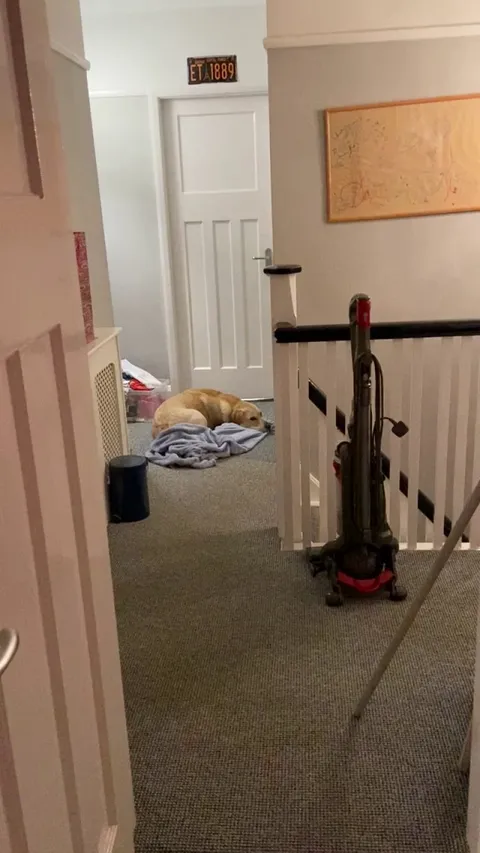 My sister has COVID so is isolating, but she is my dog’s favourite. He’s waiting outside her room because he misses her.