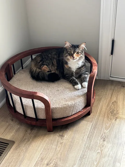 is she a tabby or calico?
