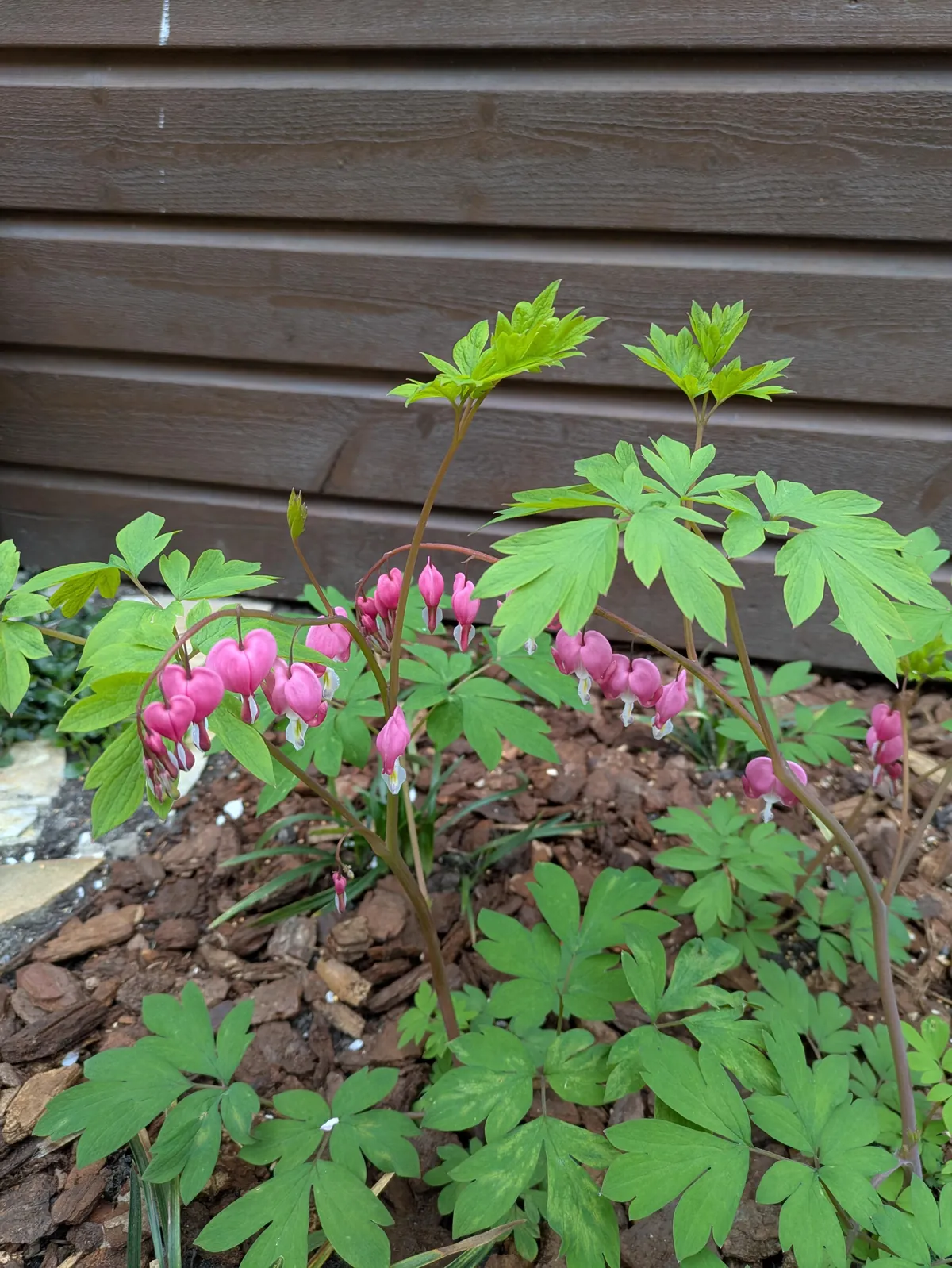 The first season of my flower garden