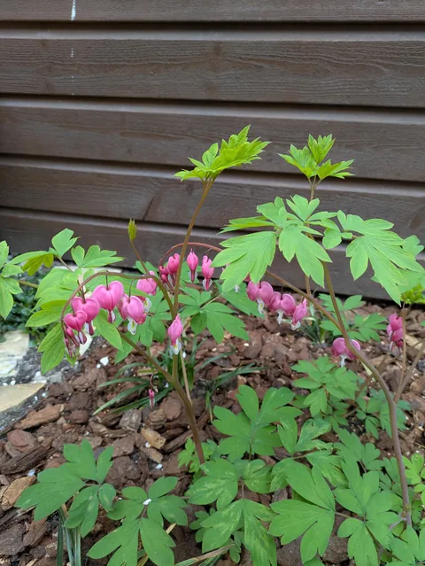 The first season of my flower garden