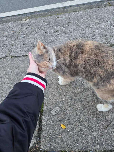 saw this beautiful lady on my way home from work 💖