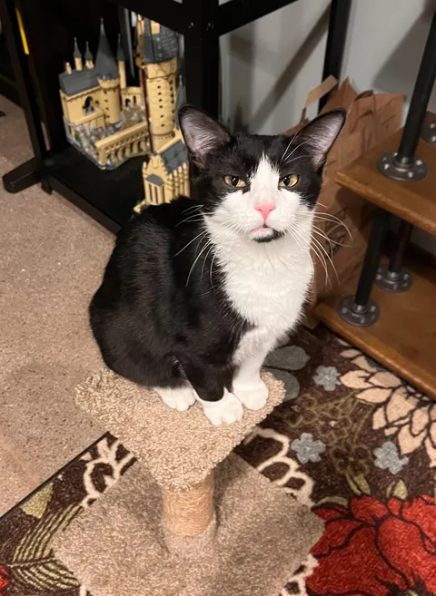 My friend’s been watching my cats for a week and this is the look she gets