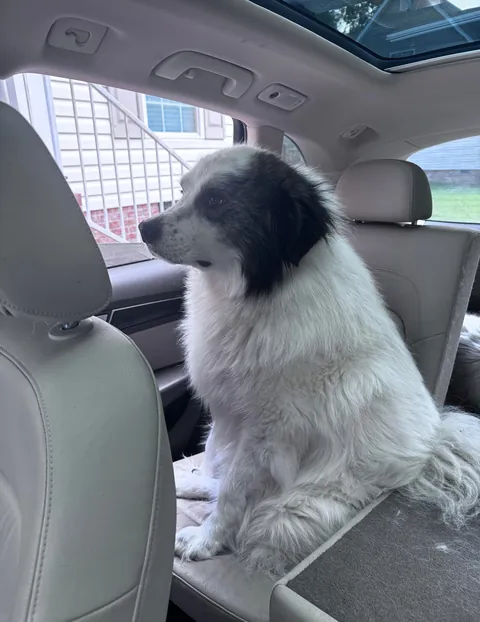 My sweet, socially awkward puff 👀