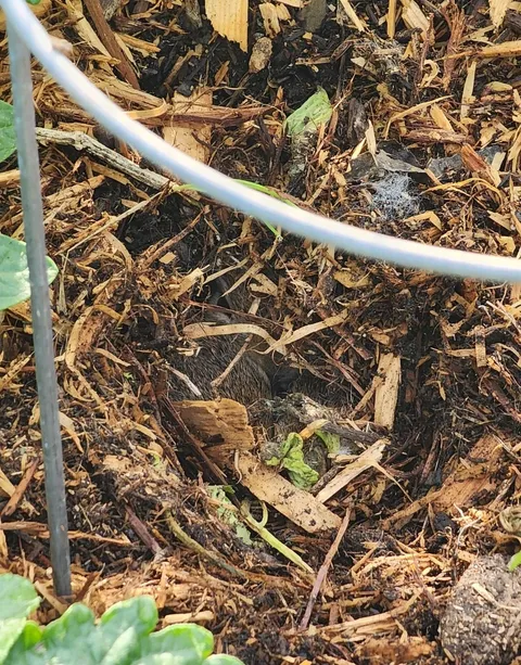 Found out why my healthy tomato plant died suddenly