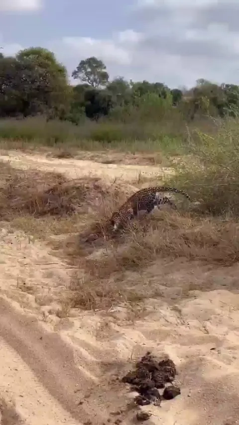 🔥 Sub-adult leopard learns not to mess with a Nile monitor lizard