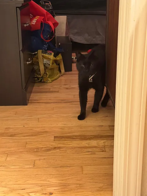 This is Guts. I recently got him from a rescue. He has a wonky eye &amp; a cropped ear.