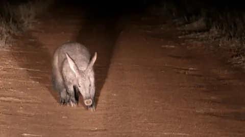 A few months ago, I hopped in my Renault Clio and took a month-long solo camping trip across Namibia.