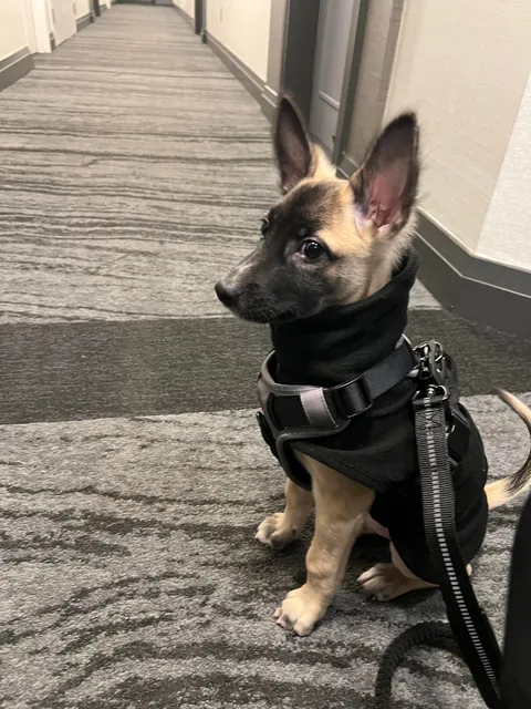 Benny is 1 year old today!