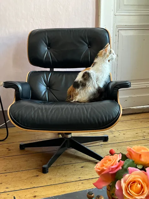 Our new fluffy roommate after just 10 days with us