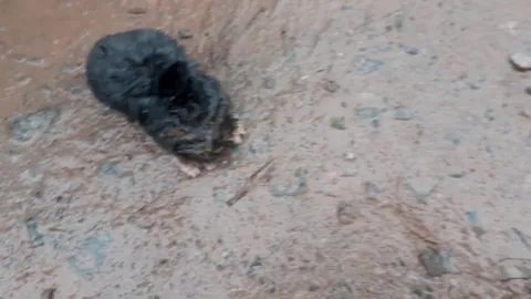 🔥 A wet European mole having the sniffles (sound)