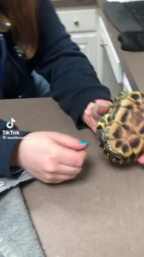 A turtle getting a toy gemstone removed, that was stuck in its shell