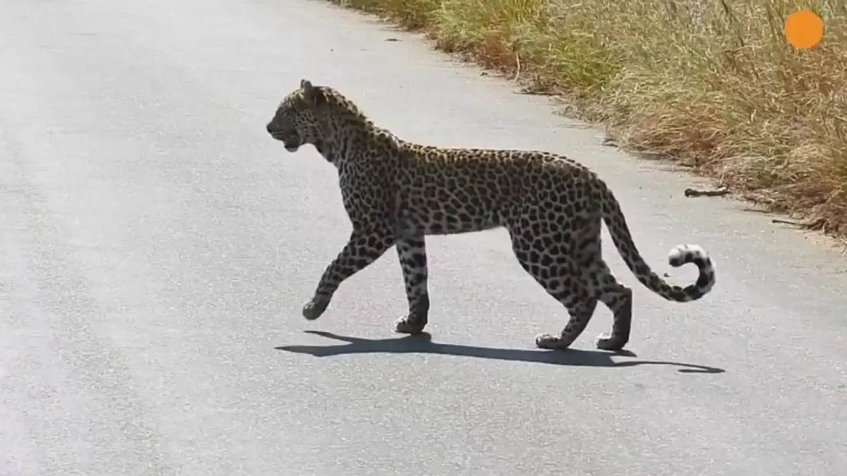 🔥 Leopard standing on hind legs to get better view of Impala - Kruger National Park 🔥
